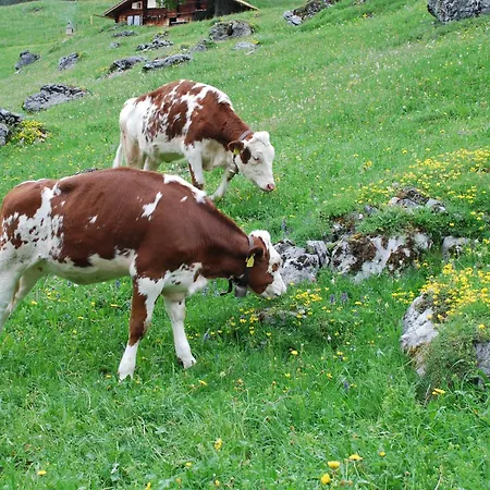 Bluemlisalp Grindelwald